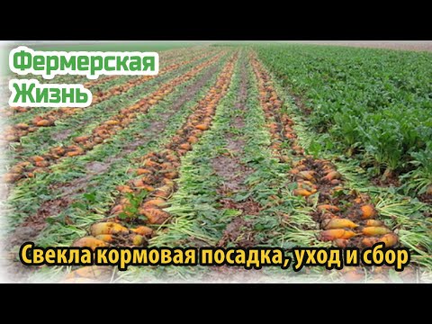 Видео: Свекла кормовая посадка, уход и сбор