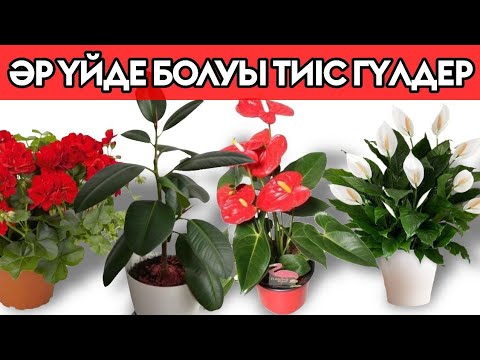 Видео: ӘР ҮЙДЕ БОЛУЫ ТИІС ҮЙ ГҮЛДЕРІ