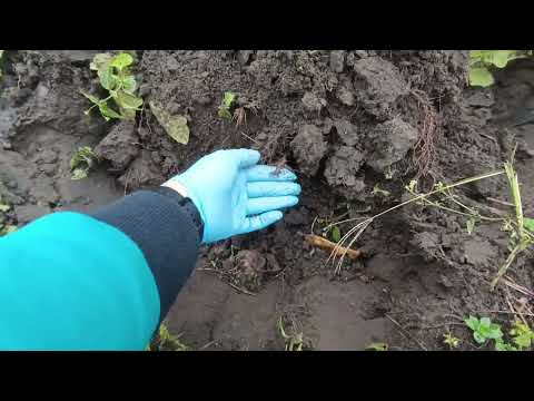 Видео: Инжир копаю на продажу 03.11.2025г.