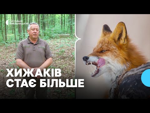 Видео: Лисиці, вовки та шакали: на Хмельниччині зростає популяція хижаків