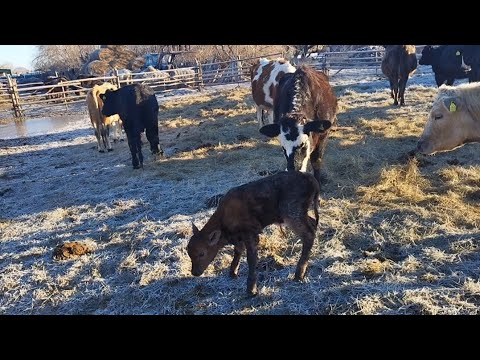 Видео: Жаңа туған төл
