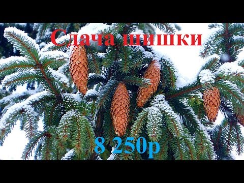 Видео: Сдача шишки! Планы на будущее.