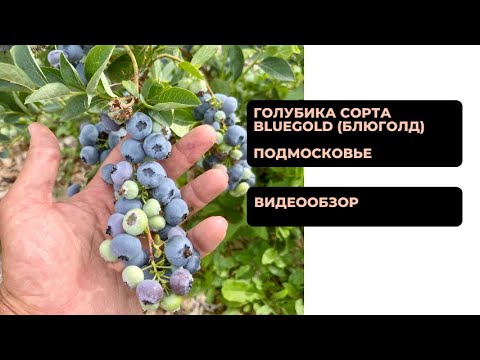 Видео: Обзор сорта Блюголд (Bluegold)