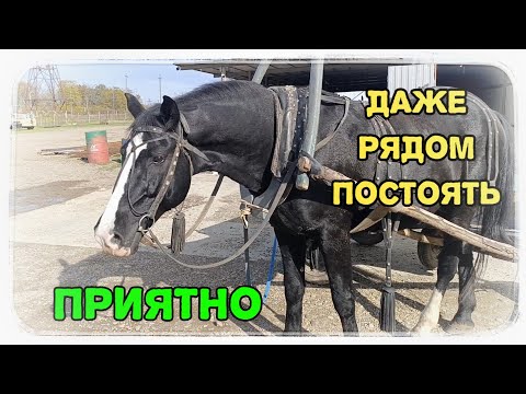 Видео: Согласитесь, не каждый день увидишь лошадь наяву в наше время!
