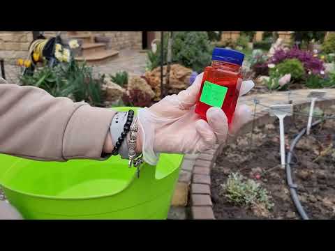 Видео: Починаю боротьбу з трипсами. Перший удар, кореневе підливання троянд. Обробка троянд.