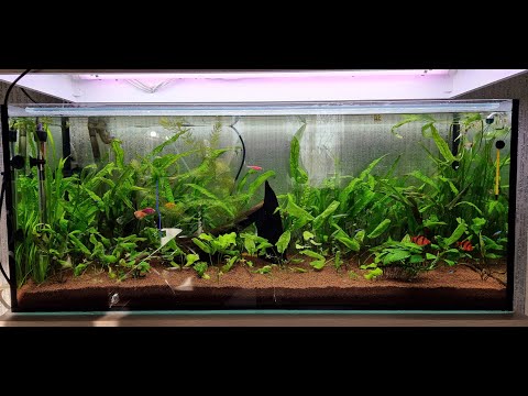 Видео: Запуск аквариума 240 л на грунте JBL Manado