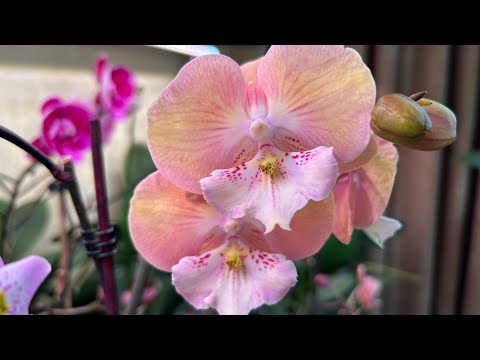 Видео: Мои реанимашки  !  Капризные сорта орхидей 