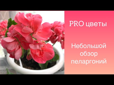 Видео: Любимые зональные пеларгонии😍🌸обзор цветов на лоджии 🌸