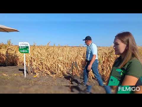 Видео: Демо кукурудзи від сингента.