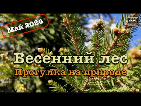 Видео: Весенний лес 2024 🌳 Прогулка на природе 🚶🏻‍♂️‍➡️
