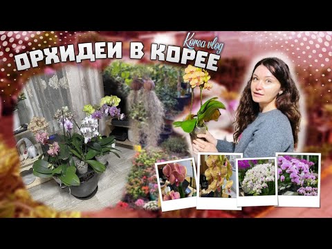 Видео: Рынок ОРХИДЕЙ в Корее/Мое хобби/KOREA VLOG