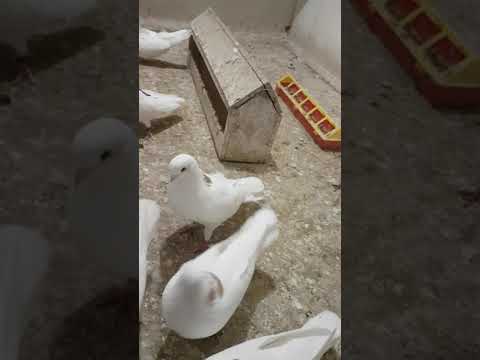 Видео: Ижевский голубь