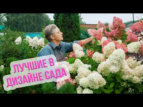 Видео: Гортензии как элемент дизайна для вашего сада. Лучшие сорта гортензии для Сибири