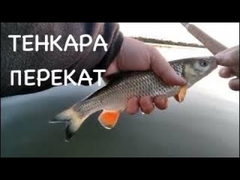 Видео: ТЕНКАРА x ПЕРЕКАТ НА ЗАКАТЕ #115