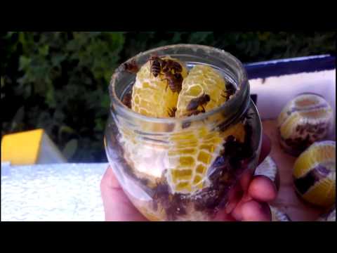 Видео: Сотовый Мёд В Банке. И Всё Таки Ему Быть!