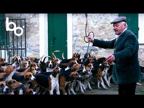 Видео: Охотничья Собака: Когда Просыпается Инстинкт Волка | Природа | Выживание | Дикий Мир