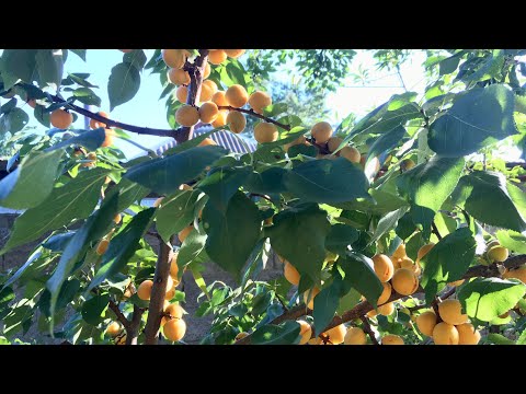 Видео: Поспевают абрикосы, привитые на сливу | Чувашия | 18.07.25