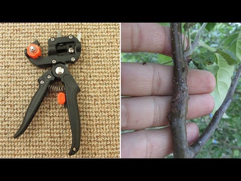 Видео: Прививочный секатор - результаты прививки