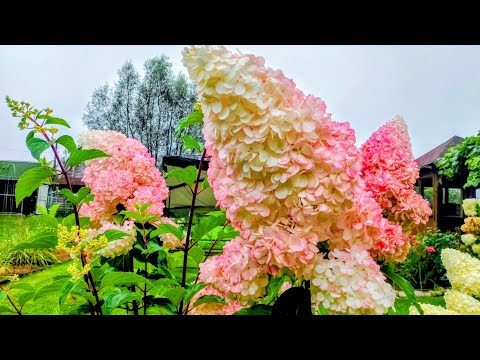 Видео: НЕ ВЕРЬТЕ, ЧТО ВСЕ ГОРТЕНЗИИ ОДИНАКОВЫЕ! ОТКРОЙТЕ ДЛЯ СЕБЯ ИХ СЕКРЕТЫ!