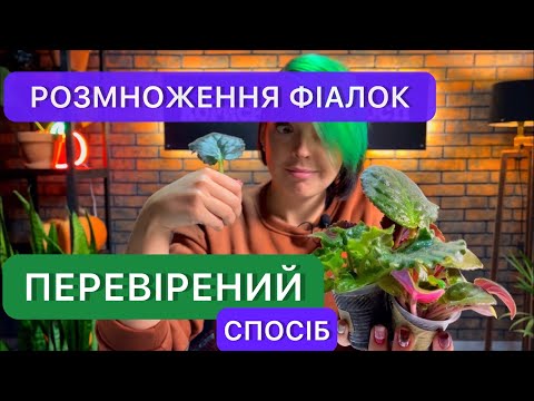 Видео: Розмноження фіалок листком. Найпростіший спосіб укорінення листка фіалки.