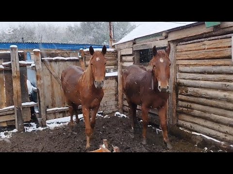 Видео: Ауыл тынысы.Боран.Қар.Малдар.