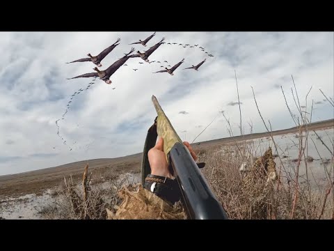 Видео: ОХОТА НА ГУСЯ. ШИКАРНЫЕ НАЛЁТЫ. Охота в Калмыкии 2024г.
