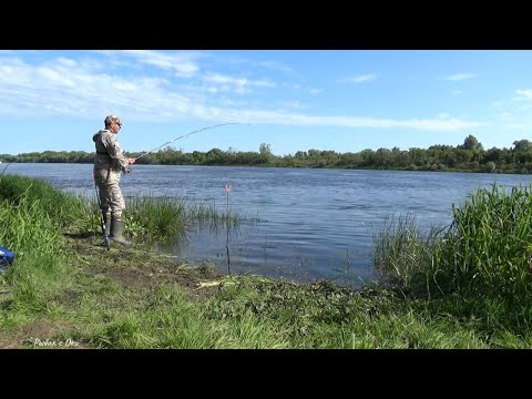 Видео: Кукурузное или Шматки САЛО на Леща! Рыбалка на Оке в июне 2023!  Ловля на донки с берега.