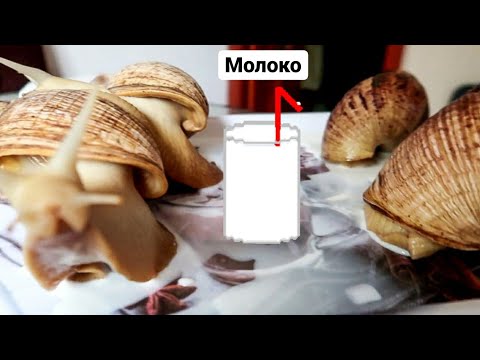 Видео: 4 УЛИТКИ ПЬЮТ МОЛОКО😍