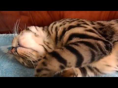 Видео: Наш новый питомец   Бенгальская кошка