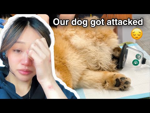 Видео: ХУДШИЙ кошмар для каждого владельца домашнего животного