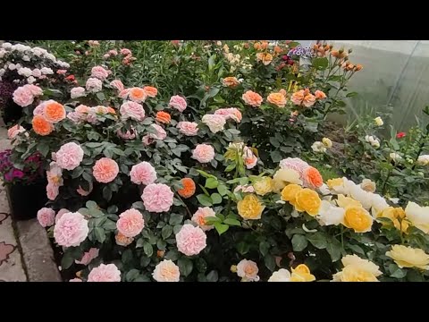 Видео: У каких роз можно горизонталить побеги 🌹🌹🌹Как  горизонталить побеги ?