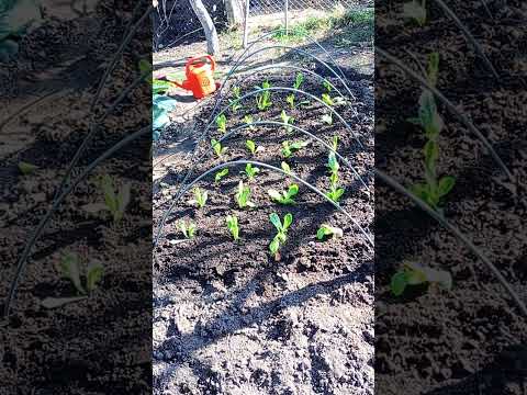 Видео: Селски фитнес😅...Есен в градината ни
