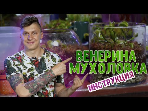 Видео: Венерина мухоловка - как ухаживать. Мастер-класс по созданию флорариума с хищными растениями.