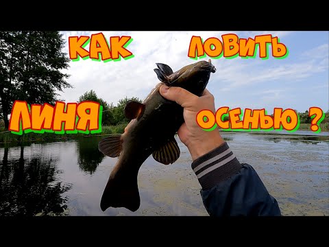 Видео: ЛОВЛЯ ЛИНЯ В КАМЫШАХ НА БОКОВОЙ КИВОК ! ПРИКОРМКА СРАБОТАЛА !
