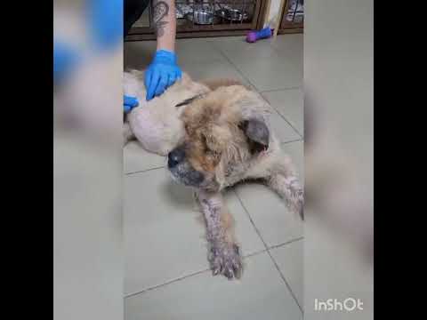 Видео: Мишель  Финал