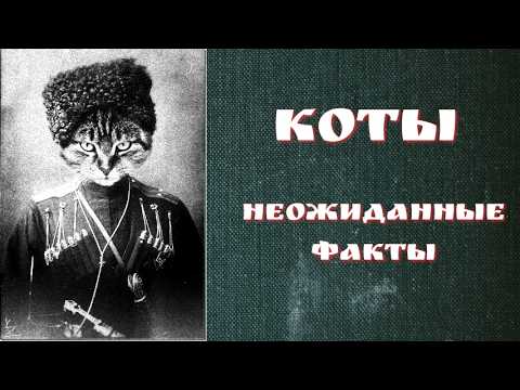 Видео: Все, что вы не знали о котах.