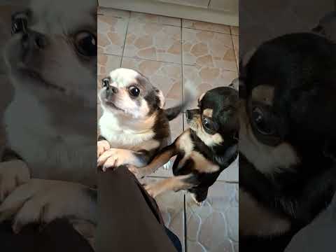 Видео: Пойдем в вольер🤗🤣🥰😅,собаки,чихуахуа,dogs ,chihuahua