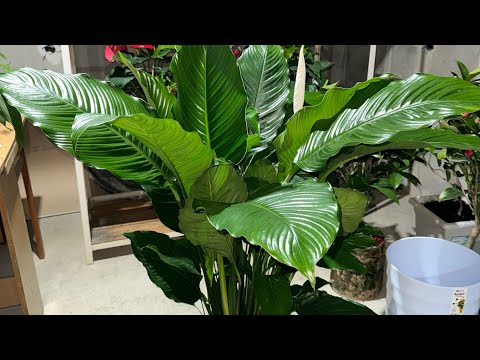 Видео: Как пересадить спатифиллум гигант.Спатифиллум себастьян#спатифиллум #себастьян #женскоесчастье