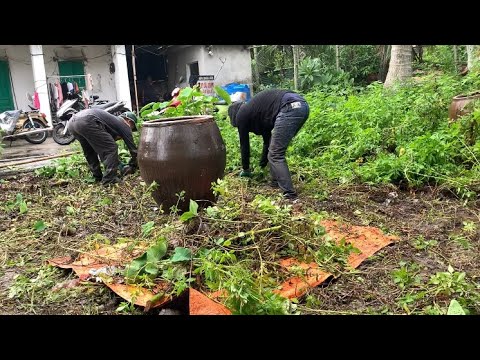 Видео: Помогите матери-одиночке убрать заросший сад - стрижка газона. Удовлетворительная трансформация