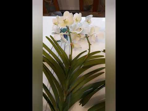 Видео: Орхидея ванда, Orchideе Vanda, полив ванды, уход за орхидеями