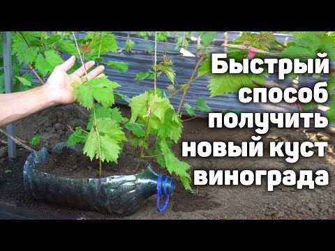 Видео: Самый лёгкий способ укоренения! Сможет каждый!