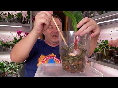 Видео: ОРХИДЕЯ ПОГИБЛА та что не ЖИЛЕЦ? и пенек от орхидеи с жирными корнями