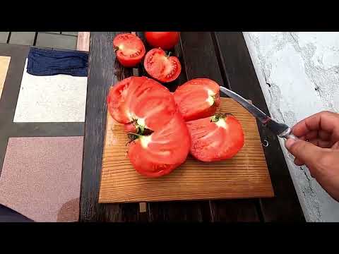 Видео: Мой план по выращиванию помидоров в этом сезоне