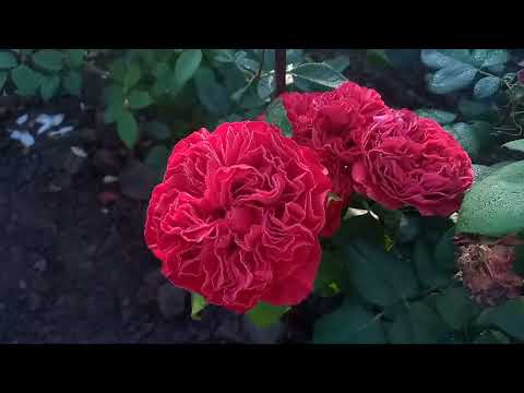 Видео: Троянди у вранішній росі🌹