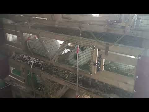 Видео: Чи кор кунем Ки модахаргуш тез нарталаб яъне буқаталаб(охота) биёд.харгушпарвари,кролик quyonchilik