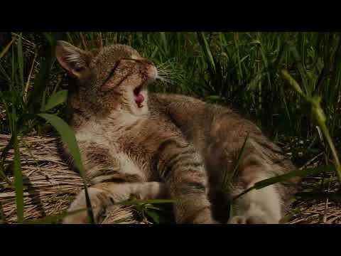 Видео: учимся отдыхать с котиками / relaxing with cats 🌿🐱