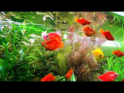 Видео: Травник начал хромать. И что с рыбой после хлорного декапсулята