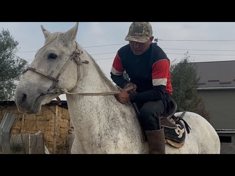 Видео: Оскон акеден  таамай Ат +996-772-910-072. 2 октября 2025 г.