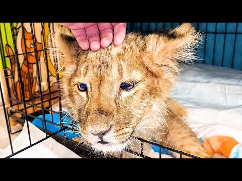 Видео: Львёнок БУДТО ПЛАЧЕТ! Он НЕ МОЖЕТ ИДТИ, поэтому мы ПЕРЕНЕСЛИ ЕГО! Он еле-еле ТЕРПИТ сильную БОЛЬ!