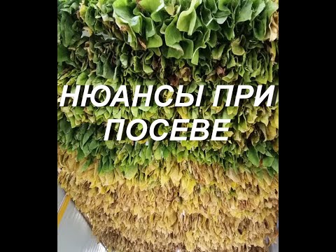 Видео: НЮАНСЫ ПРИ ПОСЕВЕ СЕМЯН